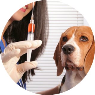 Vacinação de cães
